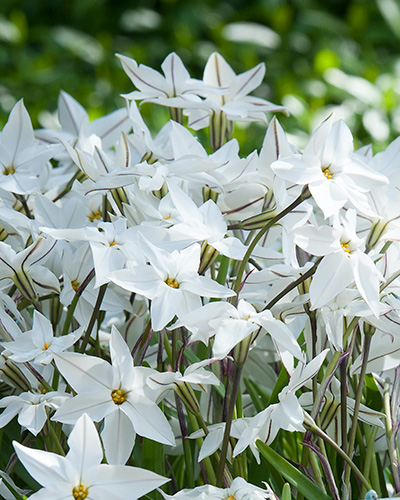 Ipheion uniflorum.jpg